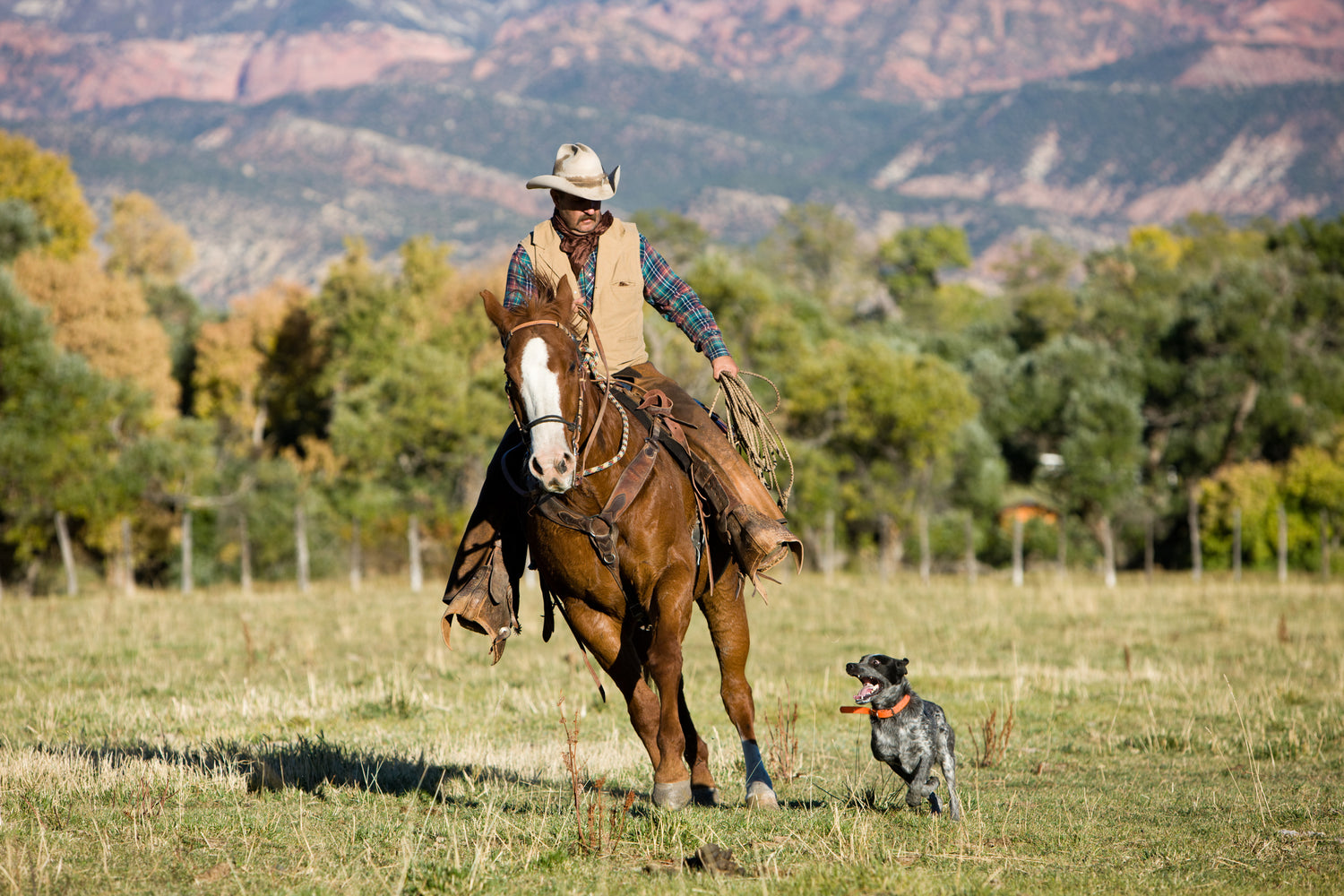 Image of Man riding horse with dog by the side, K9 Cattle Co hero image